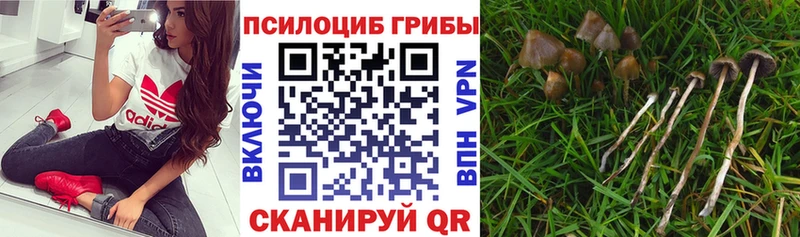 Псилоцибиновые грибы прущие грибы Новоульяновск